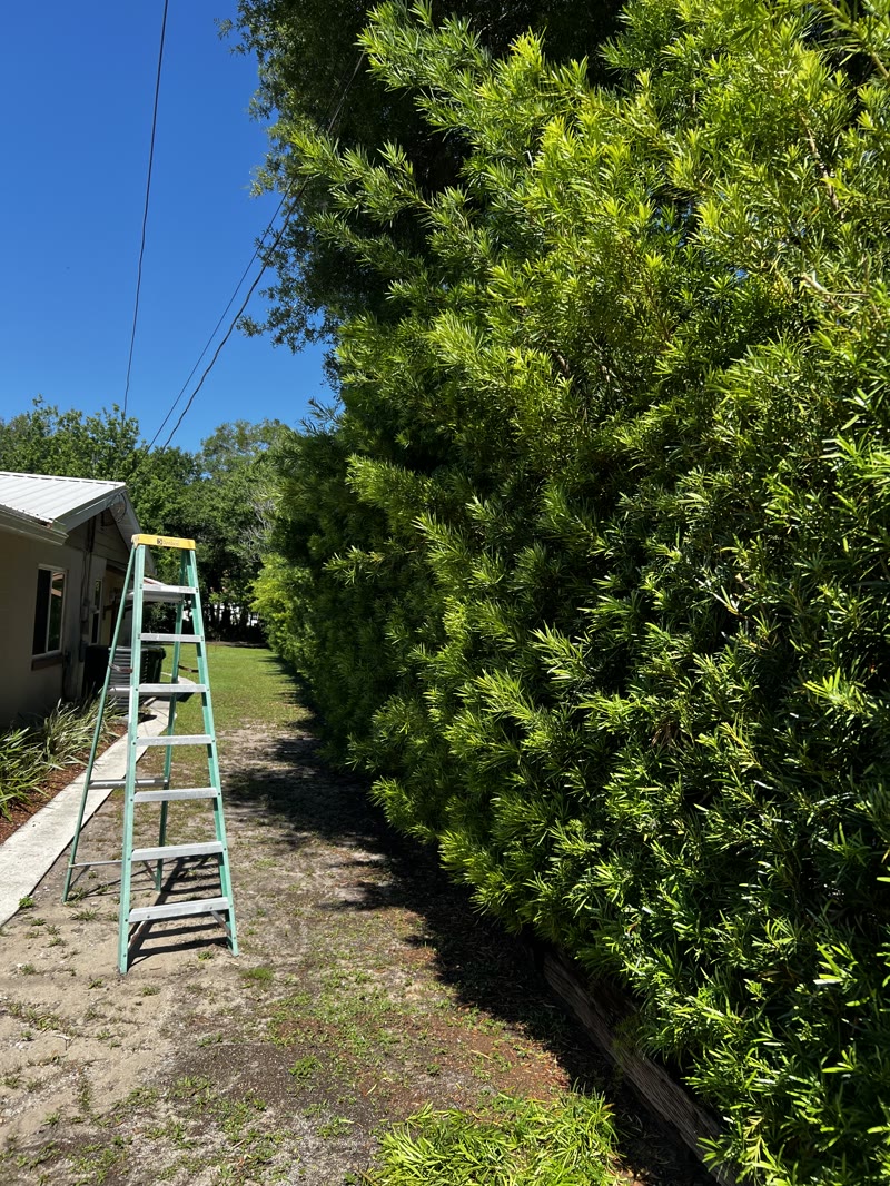 Trimmed trees and shaped shrubs on a serviced Florida property