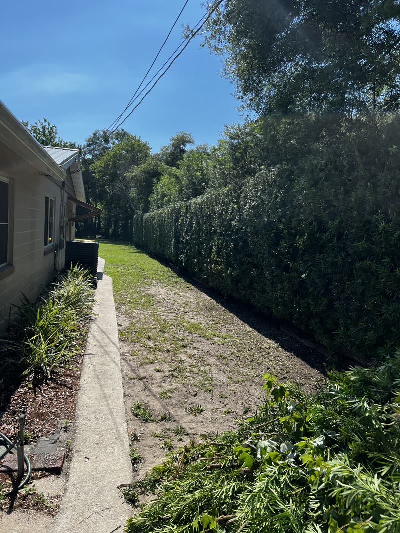 The same hedge trimmed flat and squared off, with all clippings hauled away, by Big Mike's in North Brevard, Florida